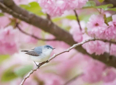 成都龍泉驛區(qū)：萬畝桃花迎春怒放 游客宅家“云上賞花”