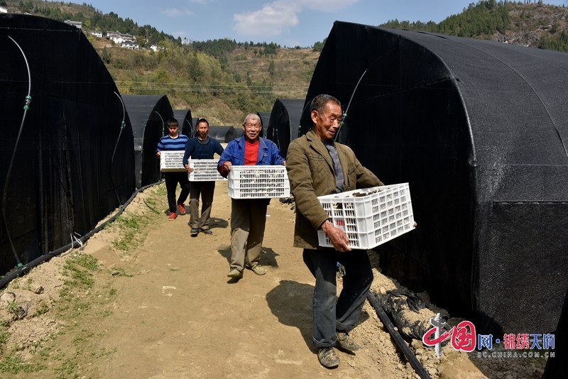 在基地務(wù)工的當(dāng)?shù)厝罕妼⒁豢鹂鹧蚨蔷徇\(yùn)裝車。  張玉偉.JPG