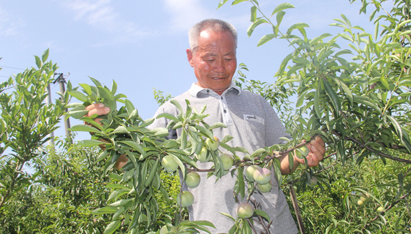 四川長寧縣“李子”撐起脫貧大夢想